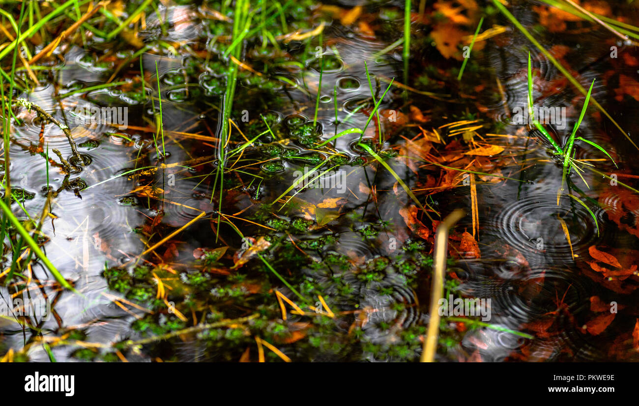 Pluie dans la forêt Banque D'Images
