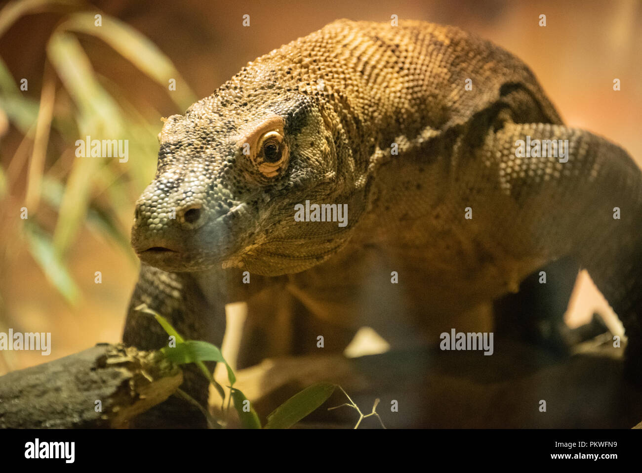 Dragon de Komodo (Varanus komodoensis) au Zoo d'Atlanta près du centre-ville d'Atlanta, Géorgie. (USA) Banque D'Images