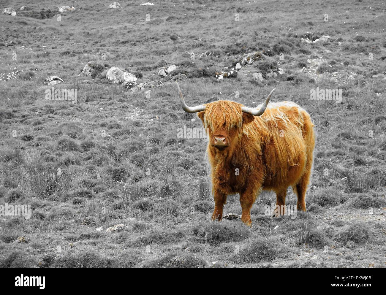 Vache Highland. Banque D'Images