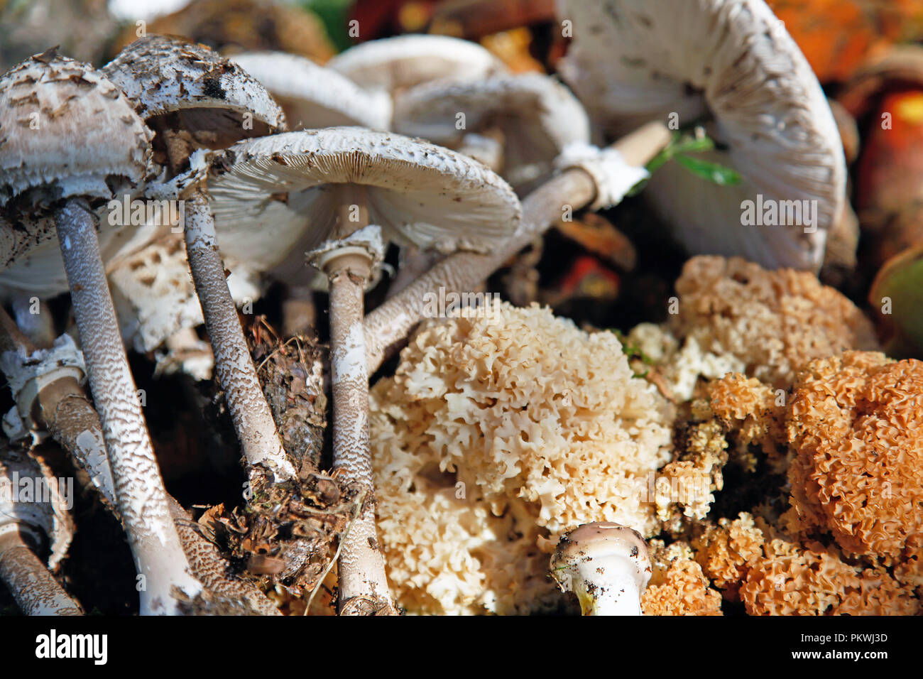 Plusieurs champignons sauvages organisé des champignons comestibles Banque D'Images