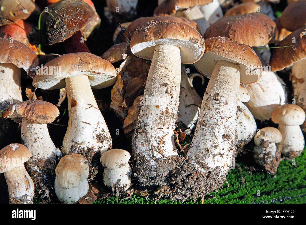 Plusieurs champignons sauvages organisé des champignons comestibles Banque D'Images