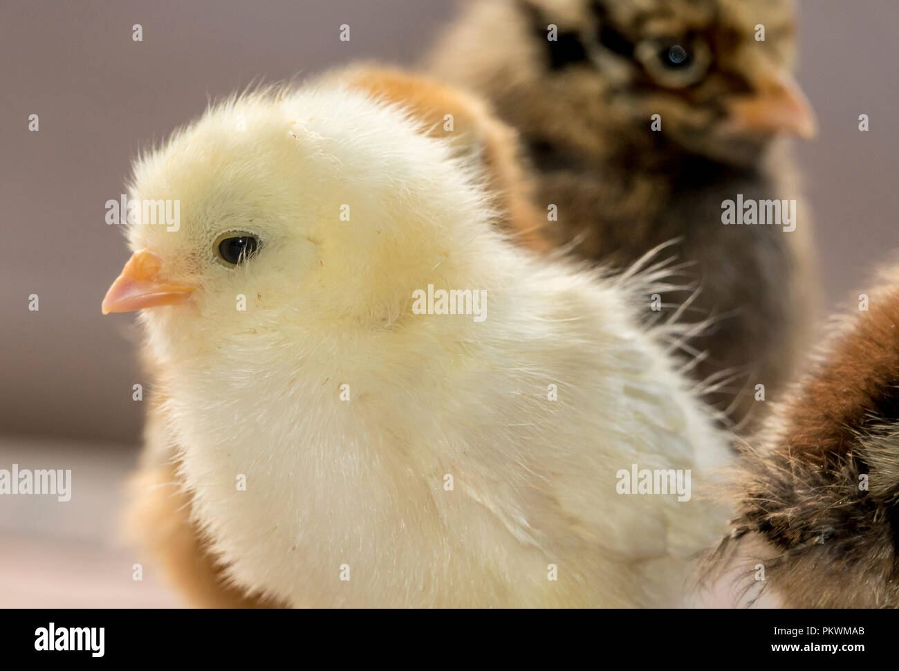 Les petits poussins de poulet, poulet mignon bébé Banque D'Images