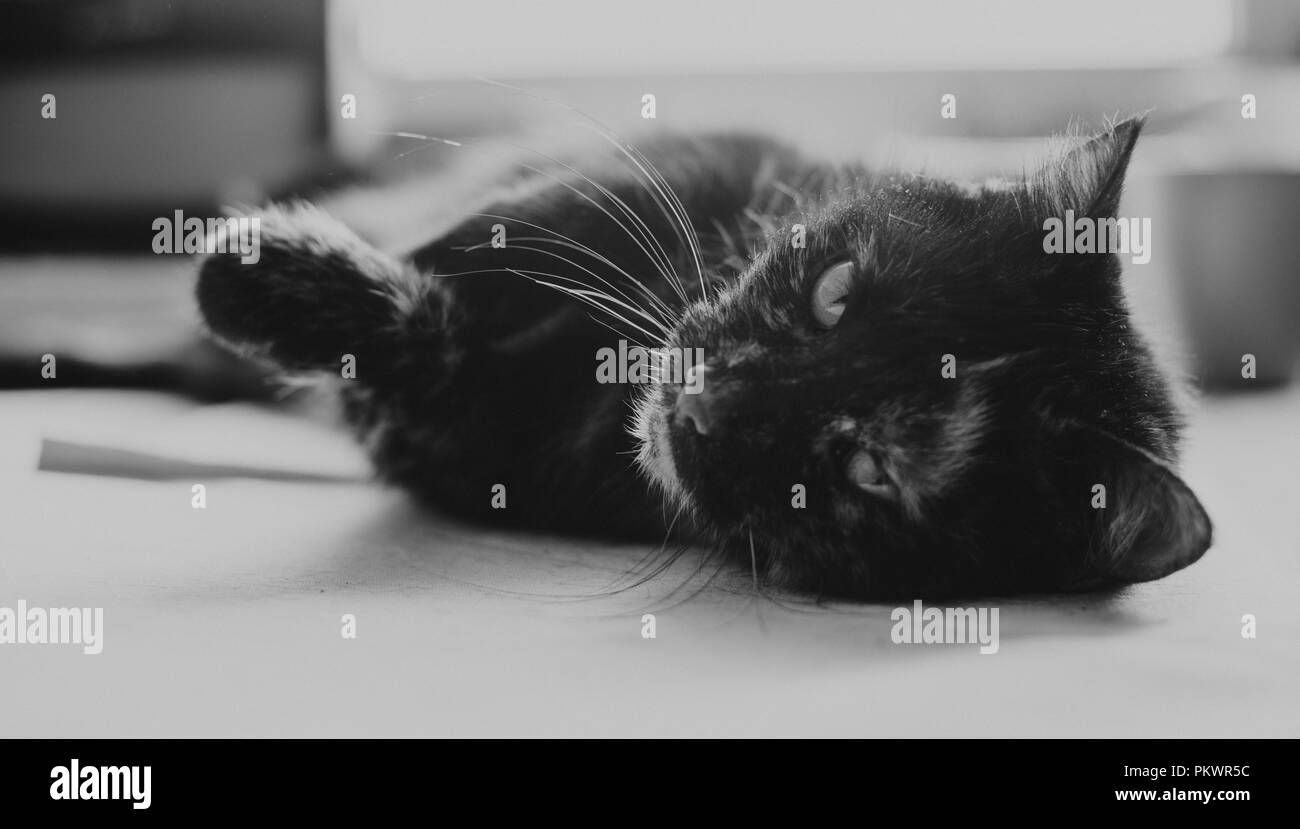 Vieux chat sur la table, noir et blanc Banque D'Images
