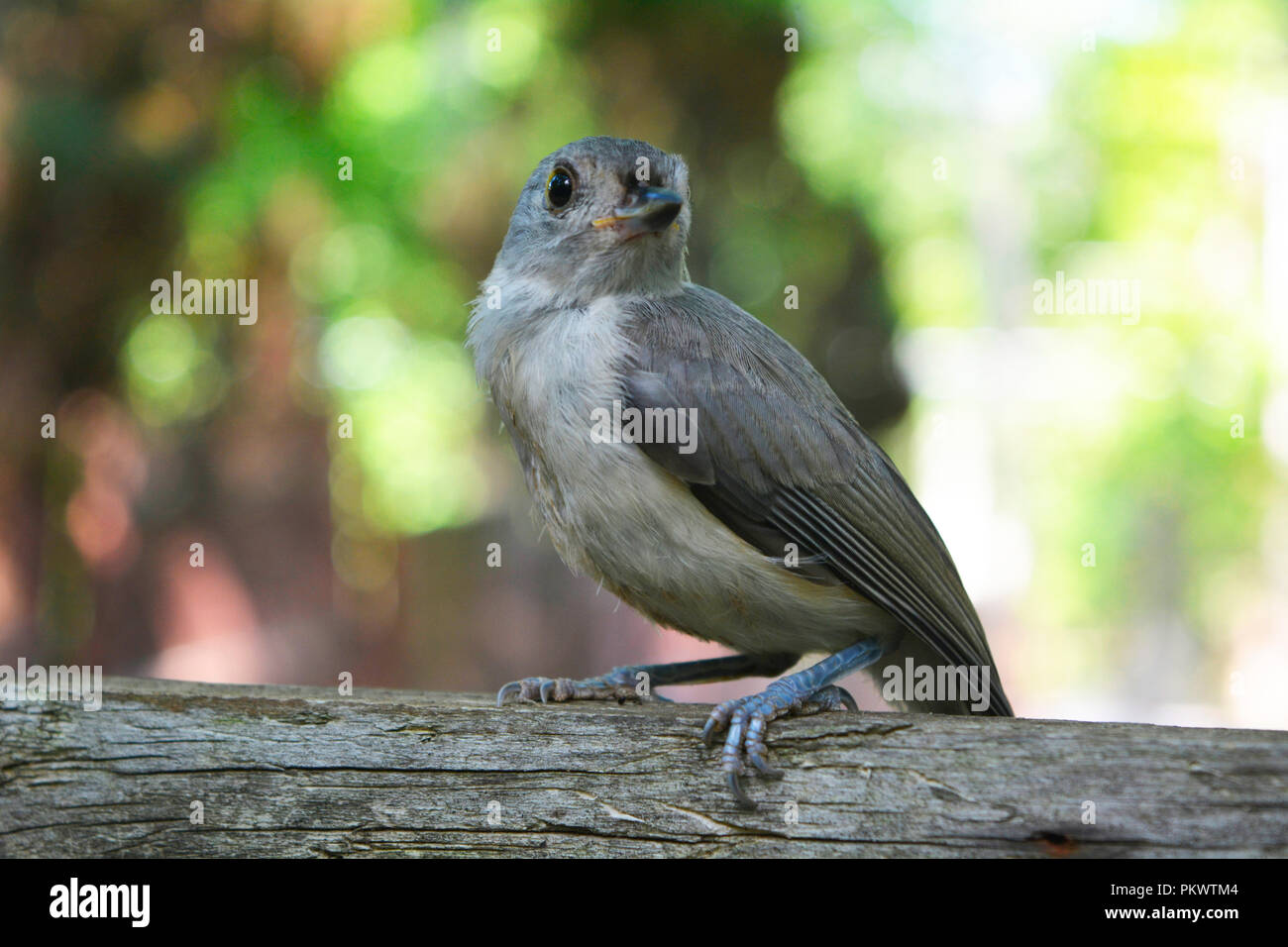 Petit oiseau, probablement un moineau, atterrit sur une clôture en été en Pennsylvanie. Banque D'Images