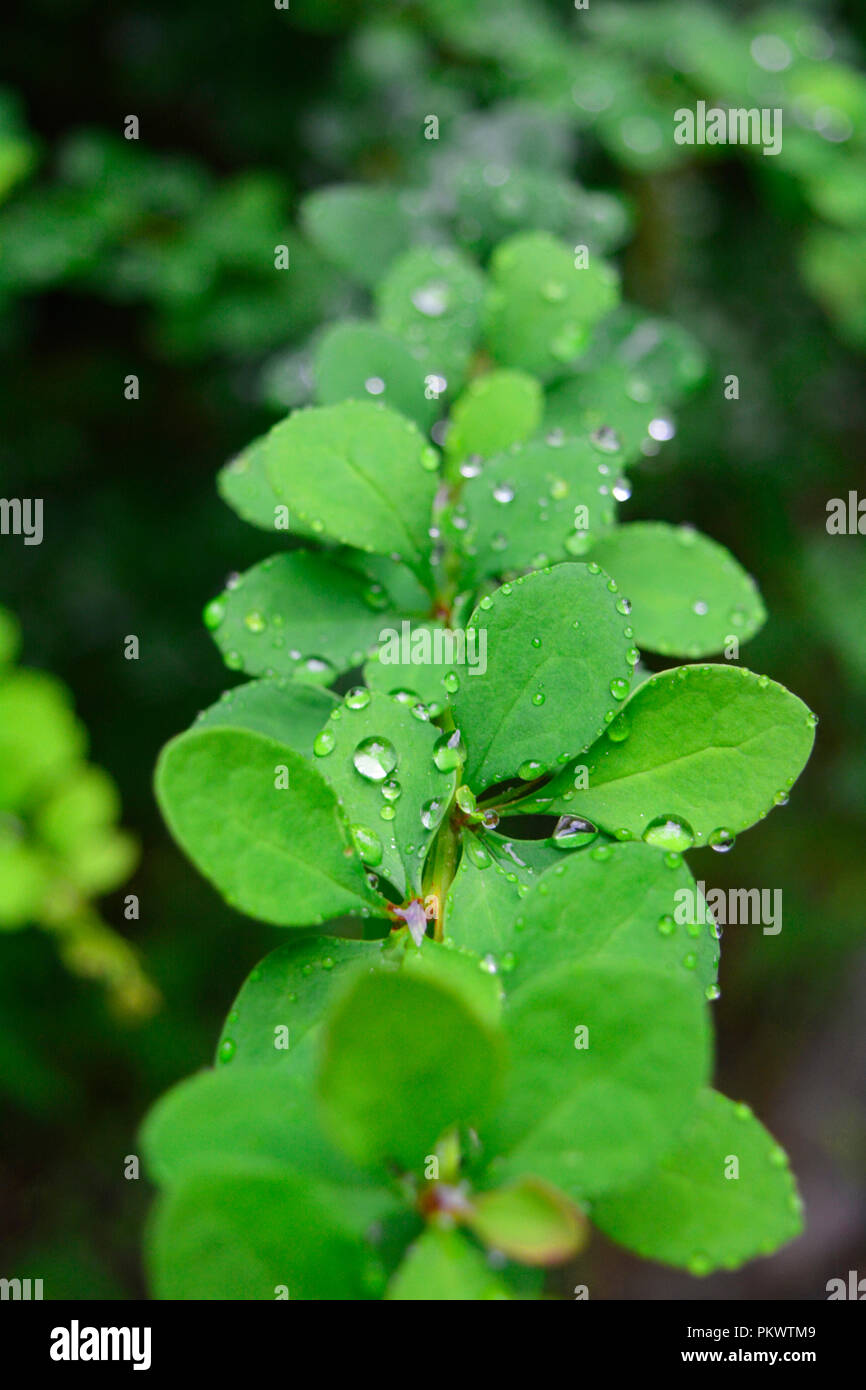 Gouttes de pluie sur une plante verte, après une tempête de lumière en Pennsylvanie. Banque D'Images