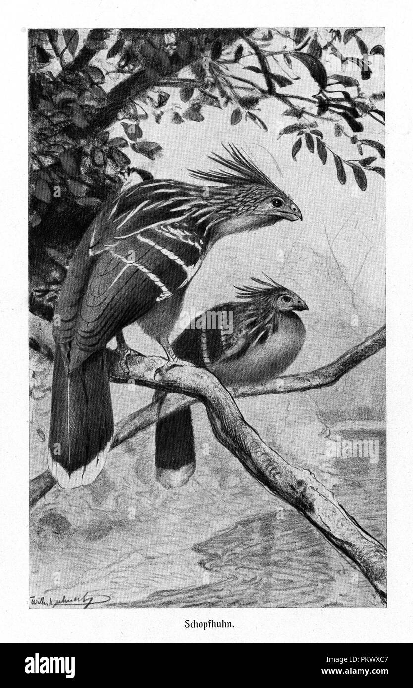 Illustrations de Livres Anciens, Hoatzin, scannée. Images contiennent un ensemble d'oiseaux, d'abord illustré pour les encyclopédies de la fin des années 1800. Banque D'Images