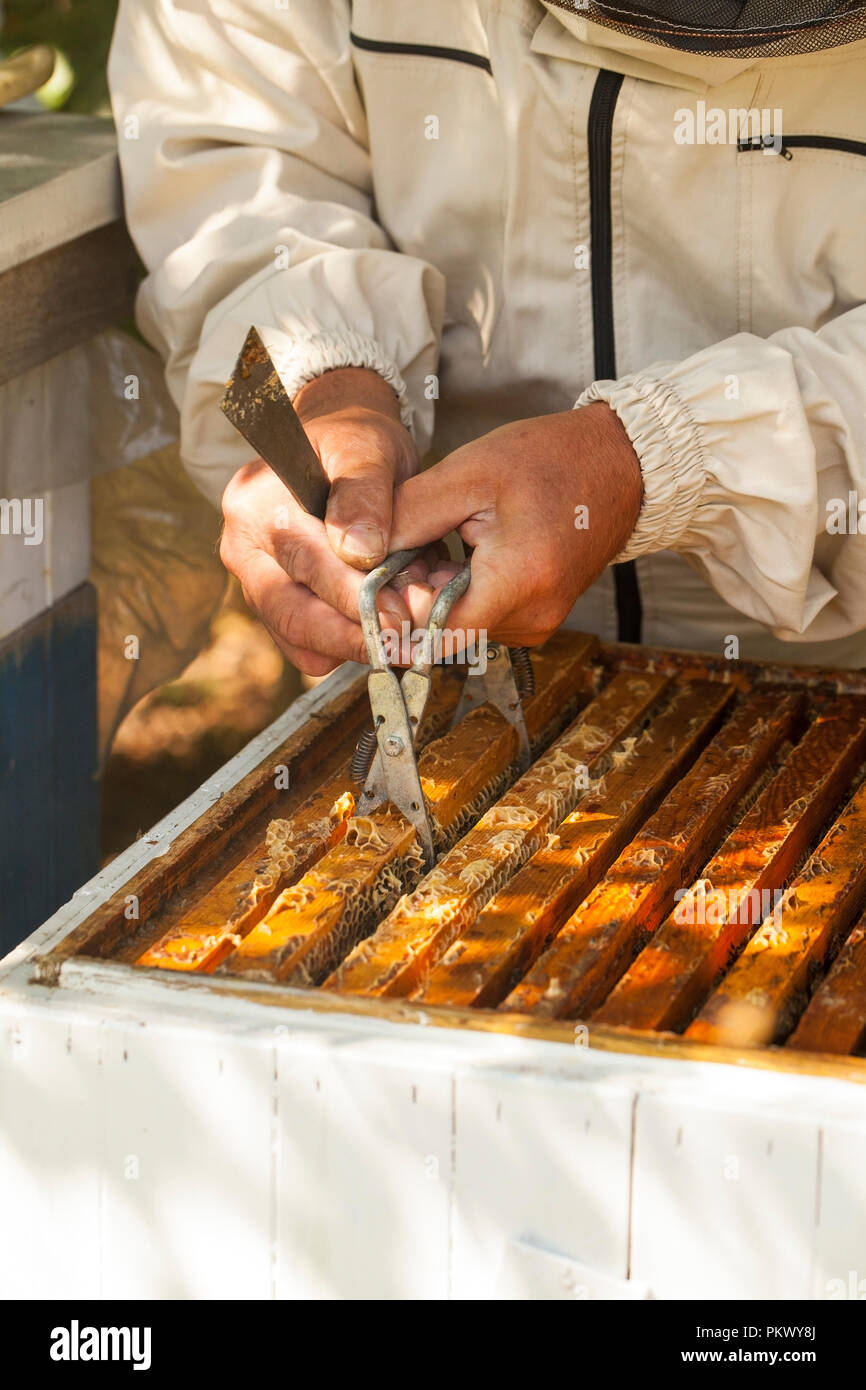 L'apiculteur travaille avec des abeilles et des ruches sur le rucher Banque D'Images