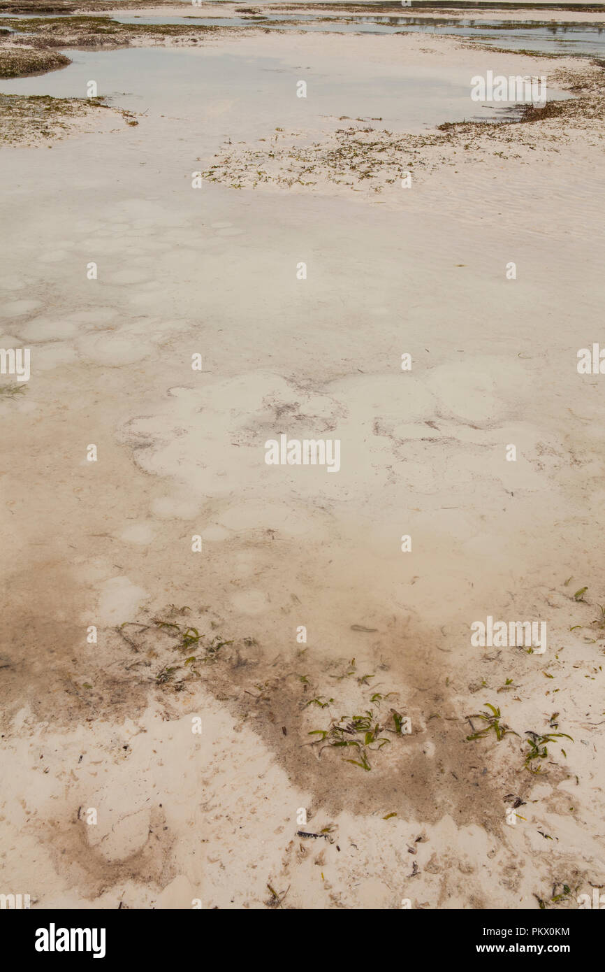 Les sables mouvants dans l'Océan Indien. Galu beach, Kenya. Il est dangereux de marcher pendant la marée basse jusqu'à 100 mètres de la plage, comme les zones à quicksan Banque D'Images