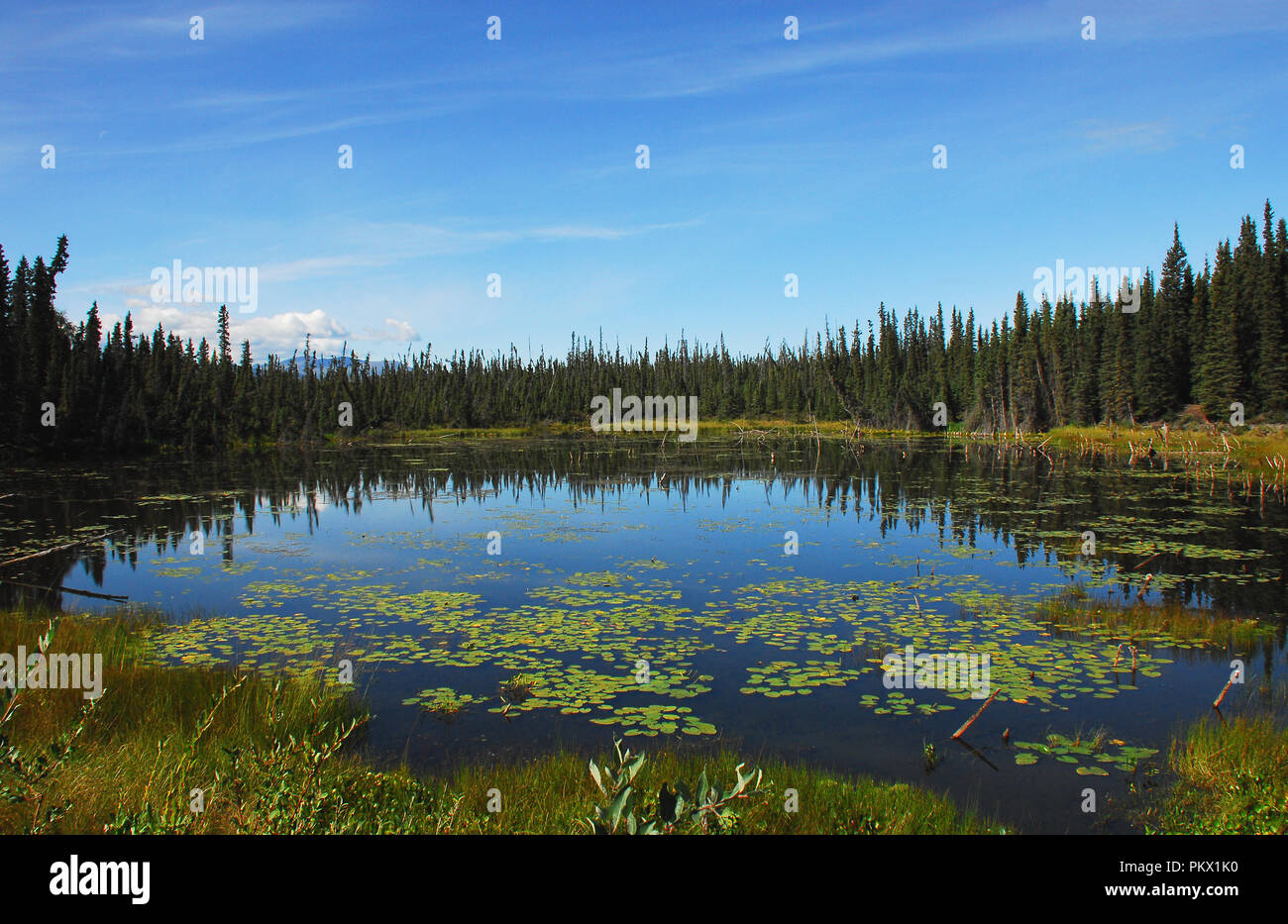 L'Alaska a cette superbe beauté naturelle. Cette belle scène de forêt et réflexions du ciel dans un étang, à Wrangell, est un exemple. Banque D'Images