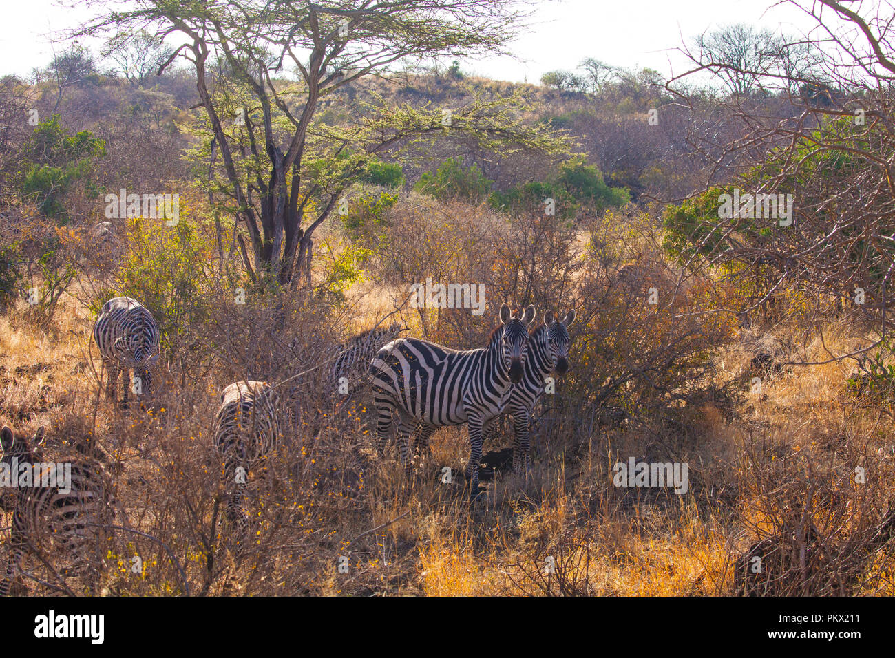 Dans le parc national de Tsavo Ouest Kenya Banque D'Images
