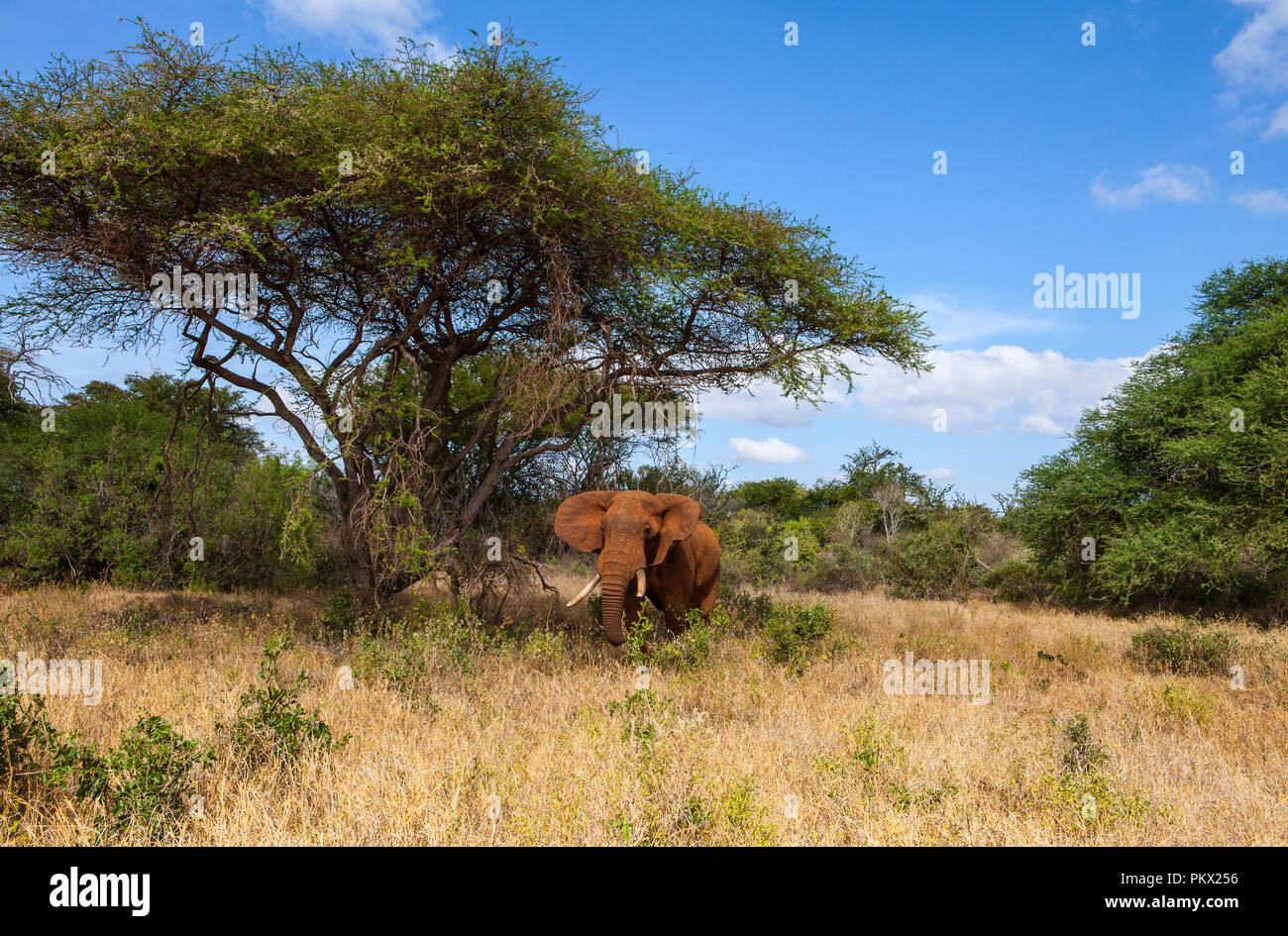 Dans le parc national de Tsavo Ouest Kenya Banque D'Images