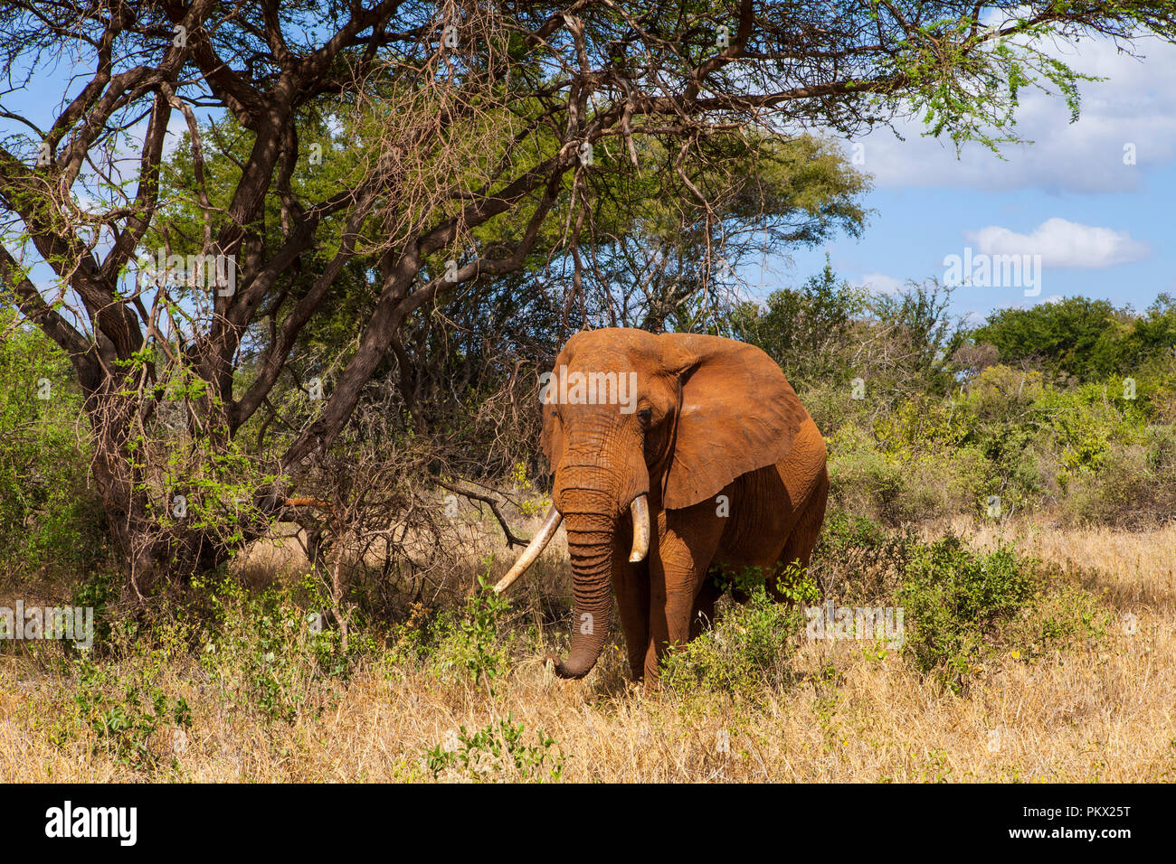 Les éléphants dans le parc national de Tsavo, Kenya Banque D'Images