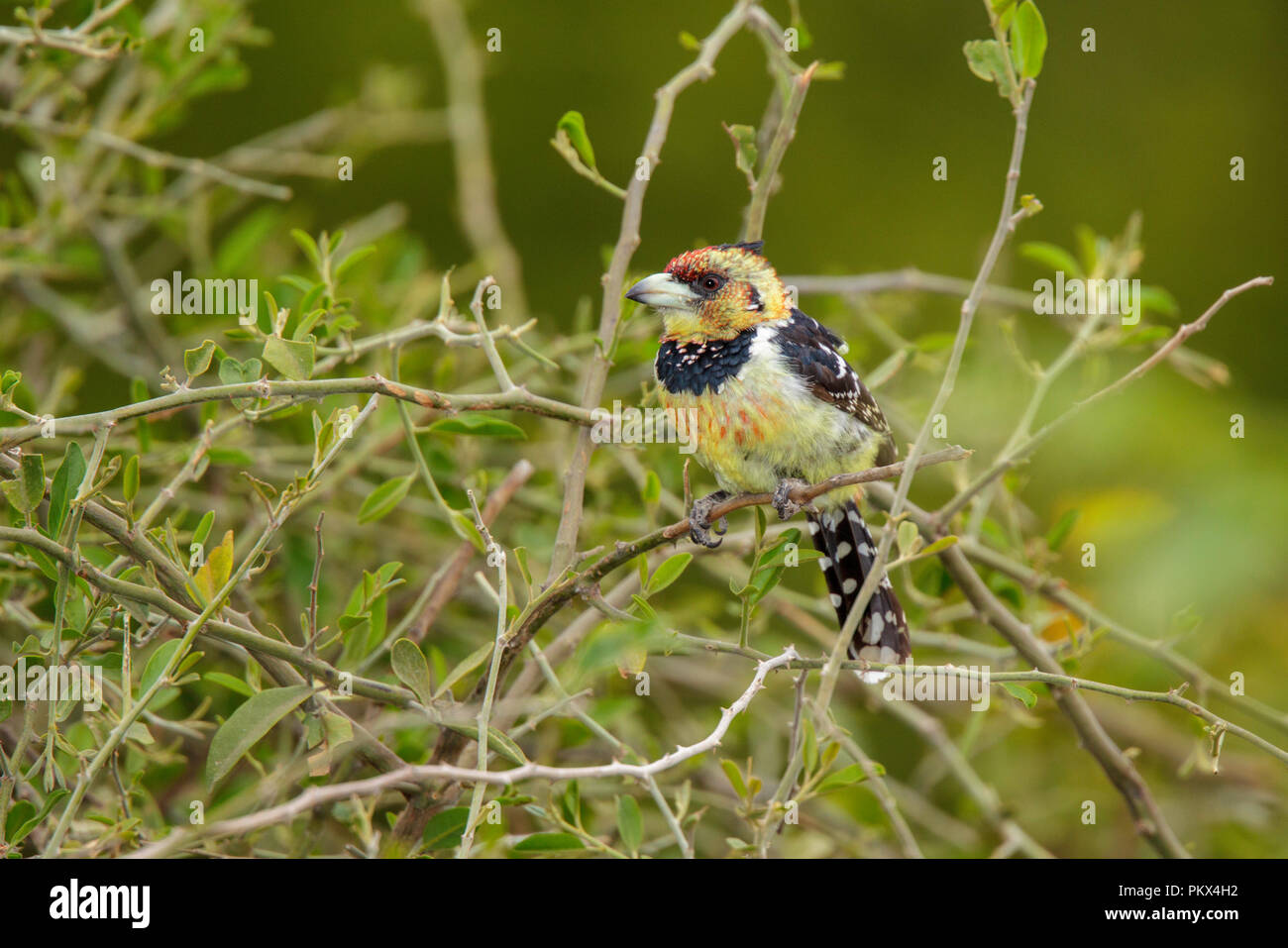 Trachyphonus vaillantii Crested Barbet Camp Mopane, Province du Nord, Afrique du Sud 18 août 2018 2013.8 Adultes Banque D'Images
