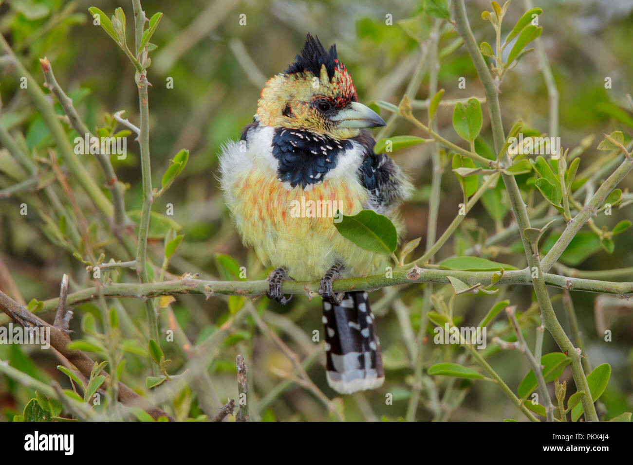 Trachyphonus vaillantii Crested Barbet Camp Mopane, Province du Nord, Afrique du Sud 18 août 2018 2013.8 Adultes Banque D'Images