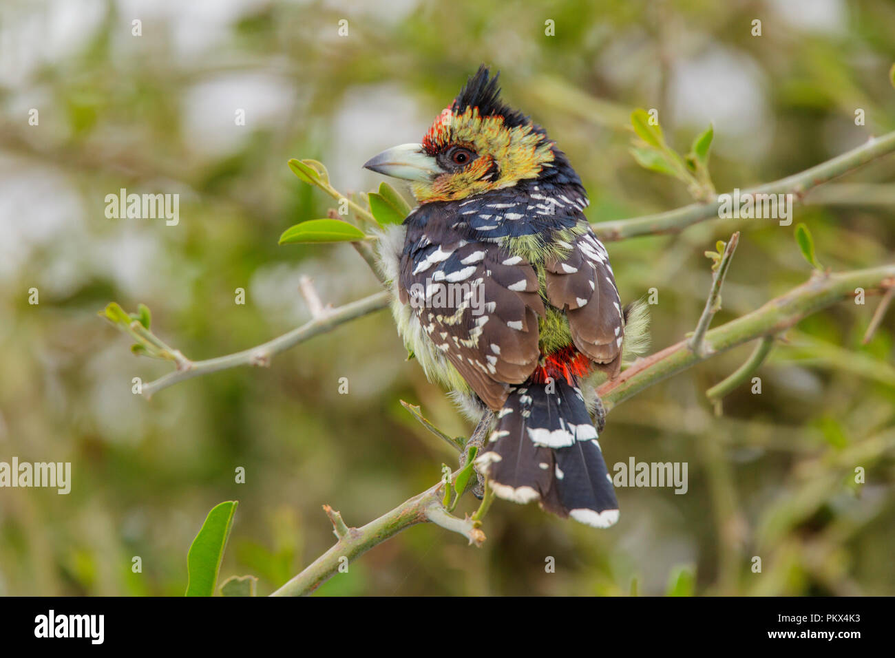 Trachyphonus vaillantii Crested Barbet Camp Mopane, Province du Nord, Afrique du Sud 18 août 2018 2013.8 Adultes Banque D'Images