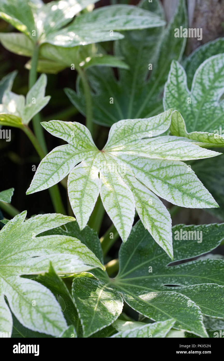 Fatsia japonica 'spider' Web de feuilles. Banque D'Images