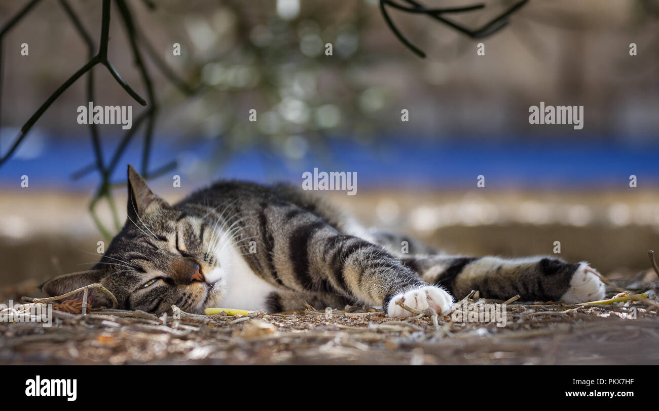 La sieste du chat à l'ombre dans Yafo, Tel Aviv, Israël Banque D'Images