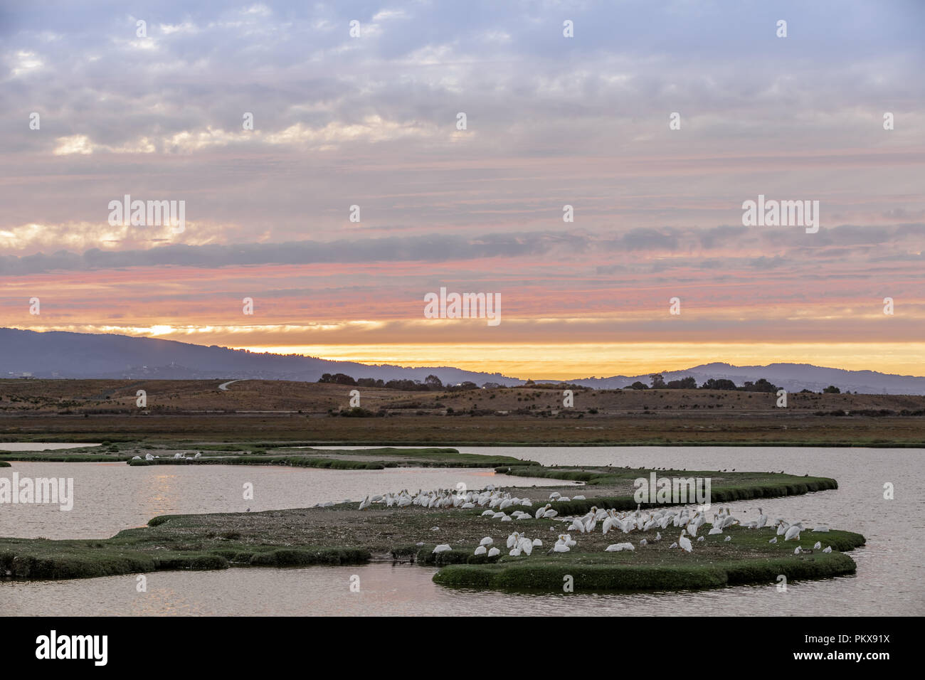 Troupeau de grands pélicans blancs perchés dans les marais de la nature Lucy Evans Baylands Nature avec coucher de ciel. Banque D'Images