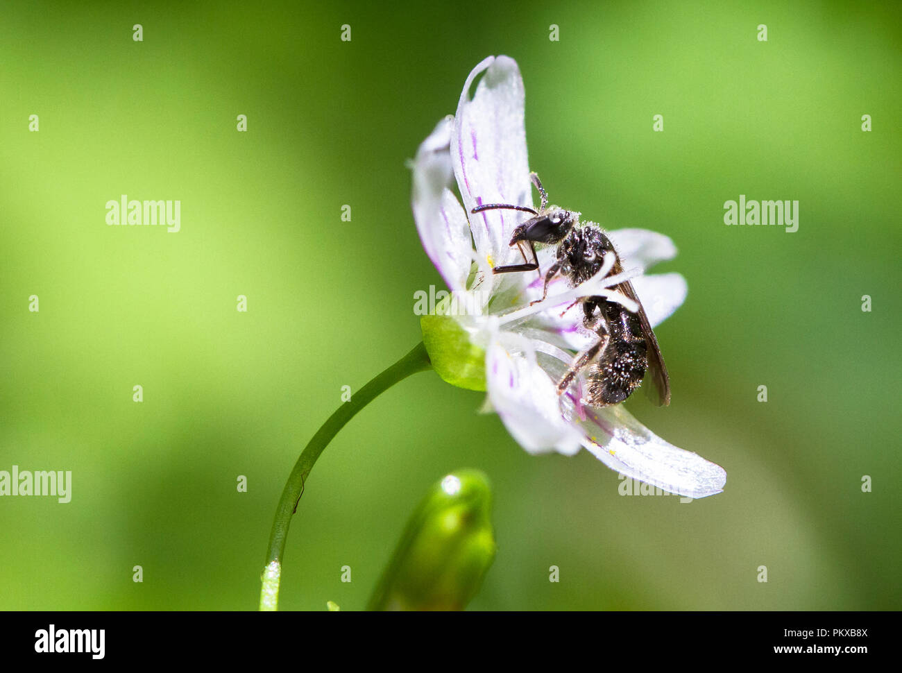 Une abeille recueille le pollen d'une fleur de bonbons (Claytonia sibirica) dans l'Oregon. Banque D'Images