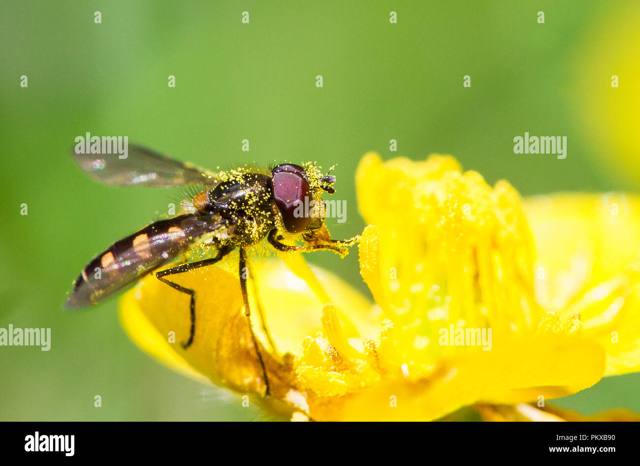 Un hoverfly (famille des Syrphidae) recueille le pollen d'une fleur de renoncule jaune. Banque D'Images