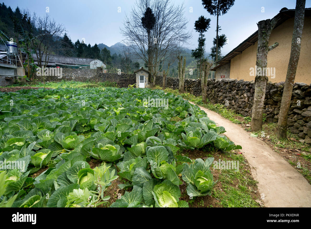 Le potager sur les montagnes rocheuses de H'Mong minorités ethniques dans la province de Ha Giang, Viet Nam Banque D'Images