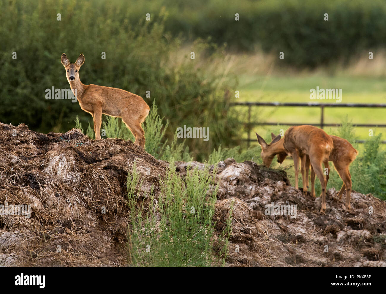 Une femme sauvage Chevreuil (Capreolus capreolus) et de son jeune faon le pâturage des jumeaux sur le dessus du tas de fumier de ferme, Warwickshire Banque D'Images