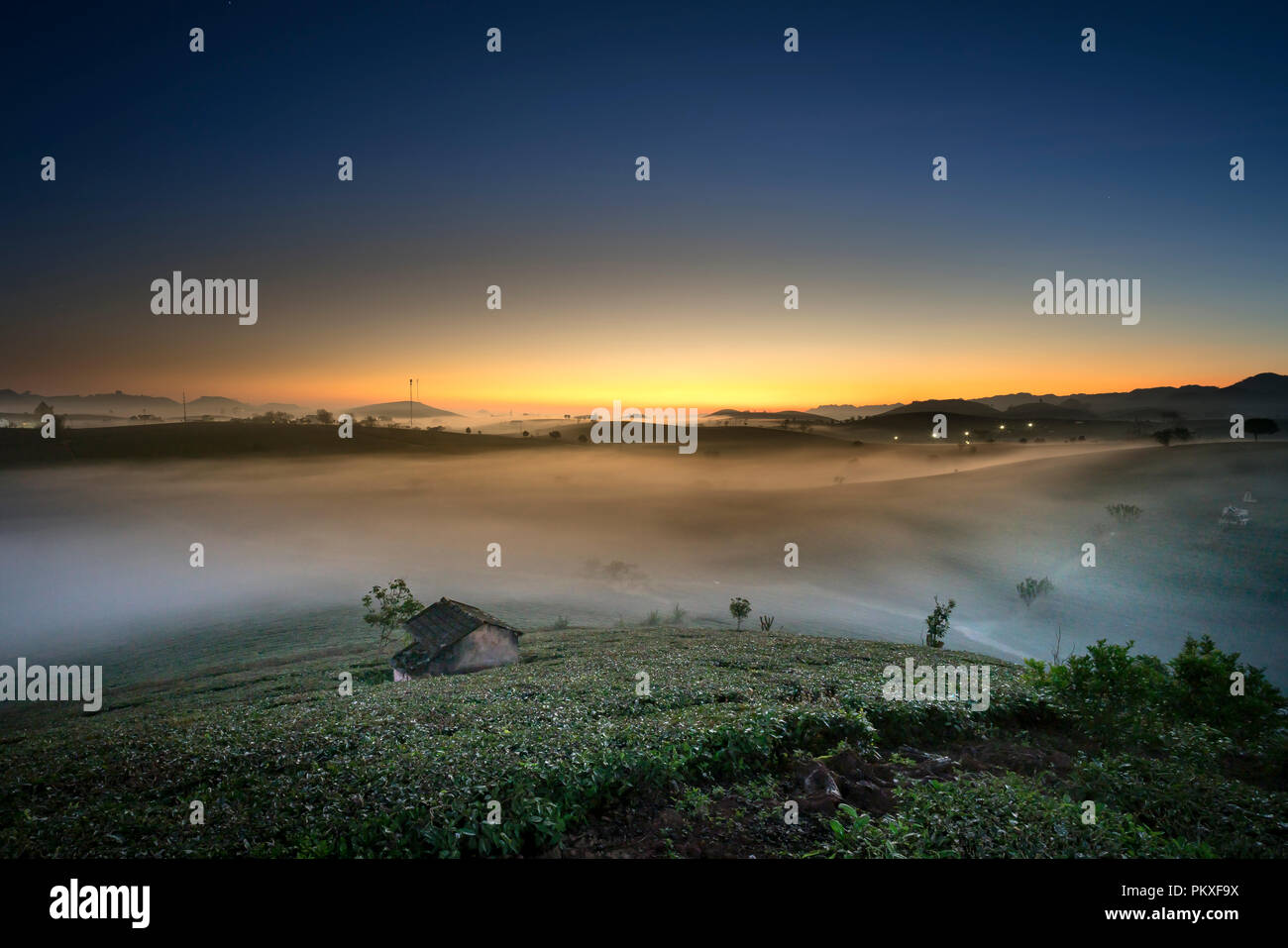 Dawn fantaisiste avec début de la rosée du matin sur les plantations de thé à Moc Chau, Province de Son la ferme, Vietnam Banque D'Images