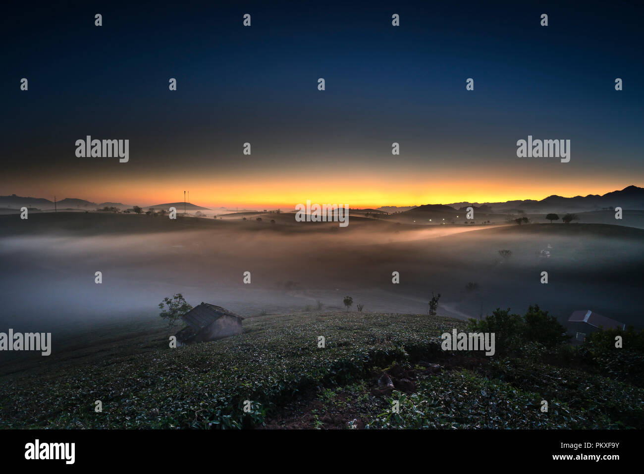 Dawn fantaisiste avec début de la rosée du matin sur les plantations de thé à Moc Chau, Province de Son la ferme, Vietnam Banque D'Images