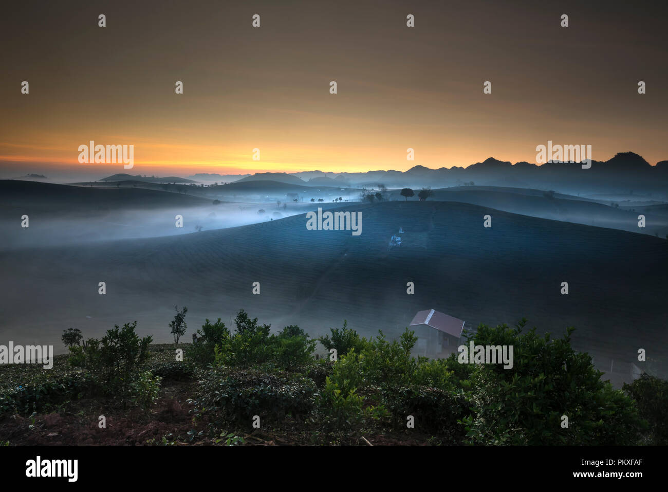 Dawn fantaisiste avec début de la rosée du matin sur les plantations de thé à Moc Chau, Province de Son la ferme, Vietnam Banque D'Images