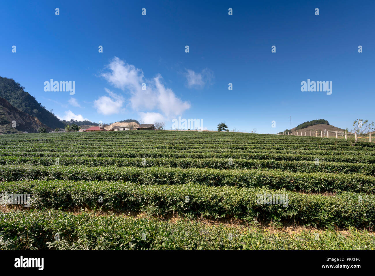 Champ de thé sur la colline à Moc Chau, au Vietnam. Banque D'Images