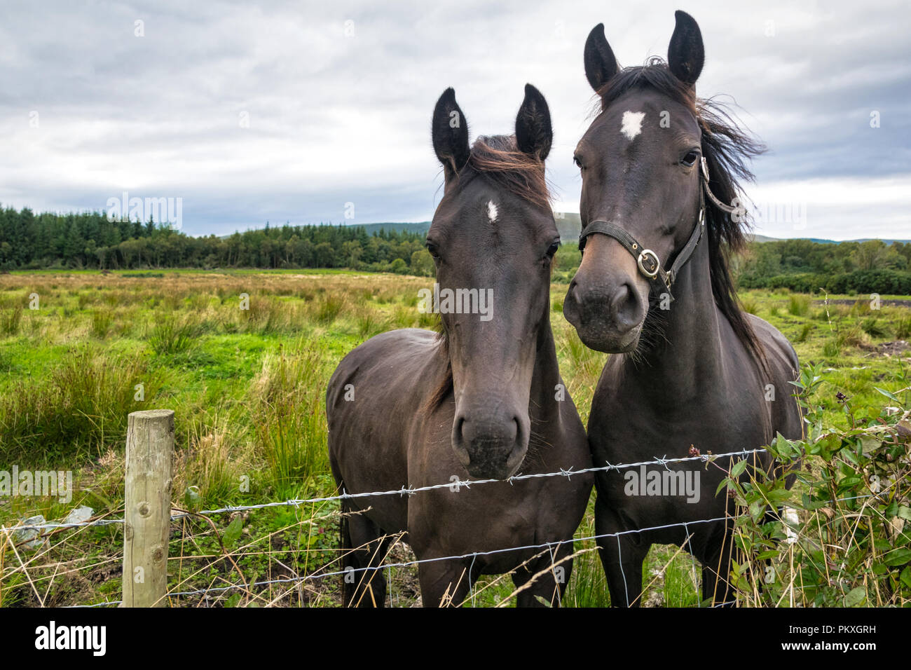 C'est un close up photo de deux chevaux côte à côte dans un champ dans le Donegal Irlande Banque D'Images