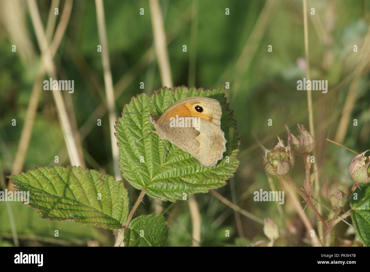 Petit Heath (Coenonympha pamphilus) Banque D'Images