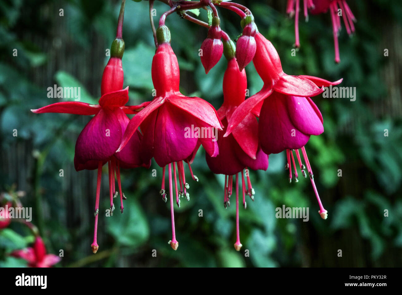 Fleurs rouges, gros plan de Hardy Fuchsia, Fuchsias de bokeh de fleur Banque D'Images