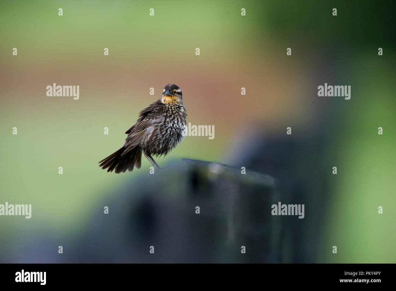Red-winged Blackbird Agelaius phoeniceus : : Banque D'Images