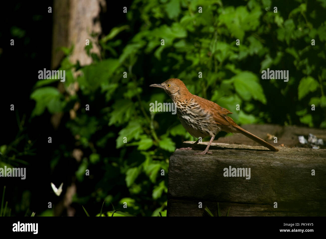 Moqueur roux Toxostoma rufum : : Banque D'Images