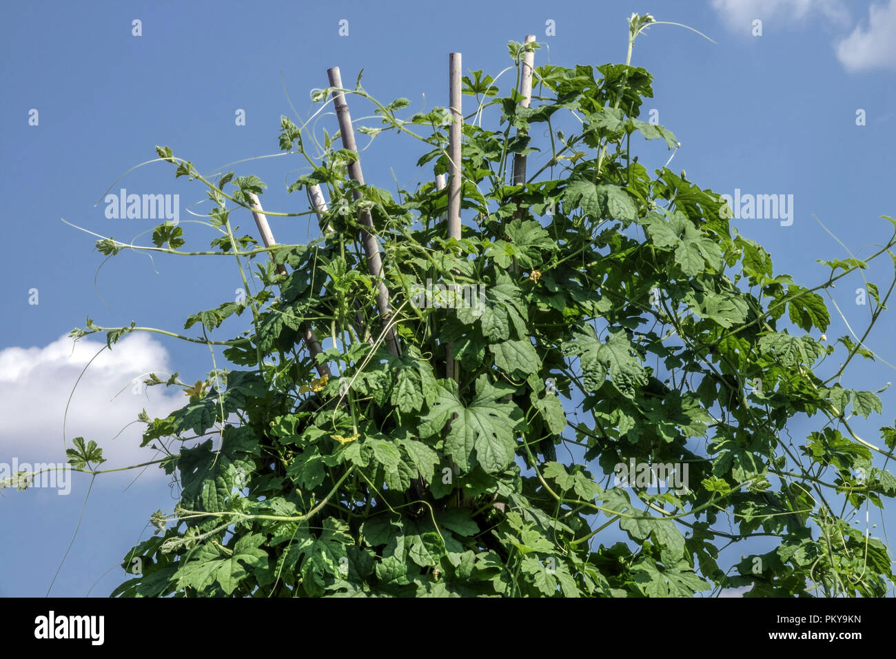 Momordica charantia, melon amer poussant sur la vigne, soutenir les légumes grimpants dans le potager Banque D'Images