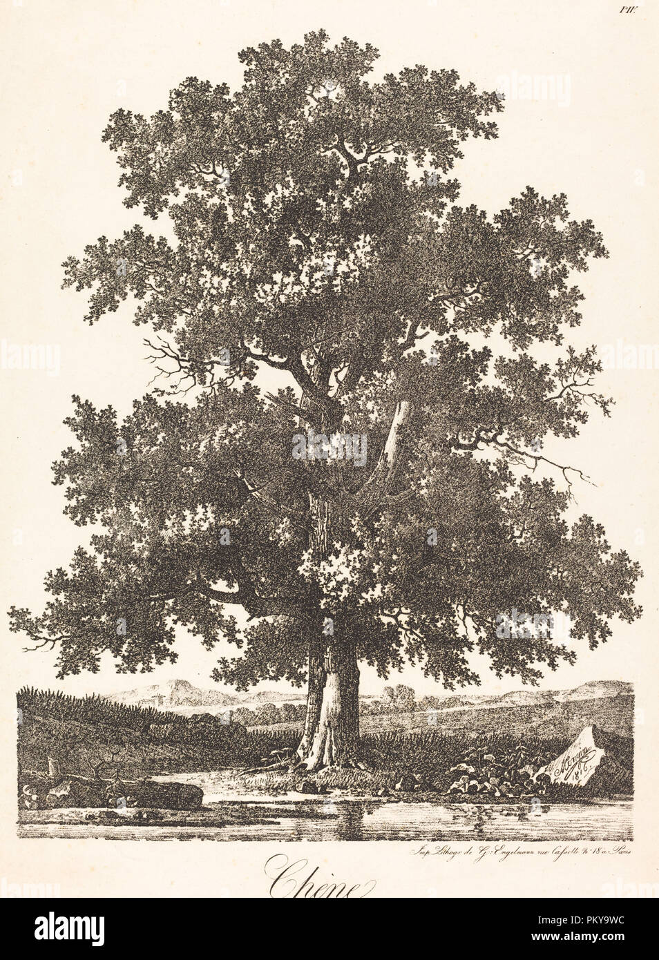 Chêne (Oak Tree). En date du : 1816. Technique : lithographie. Musée : National Gallery of Art, Washington DC. Auteur : Antoine-Pierre Mongin. Banque D'Images