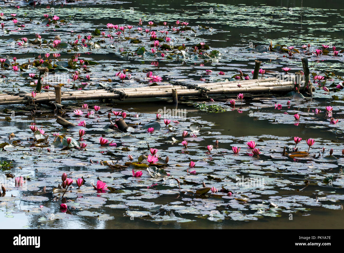 Oranger fleur de lotus dans l'étang et le pont de bambou. Banque D'Images