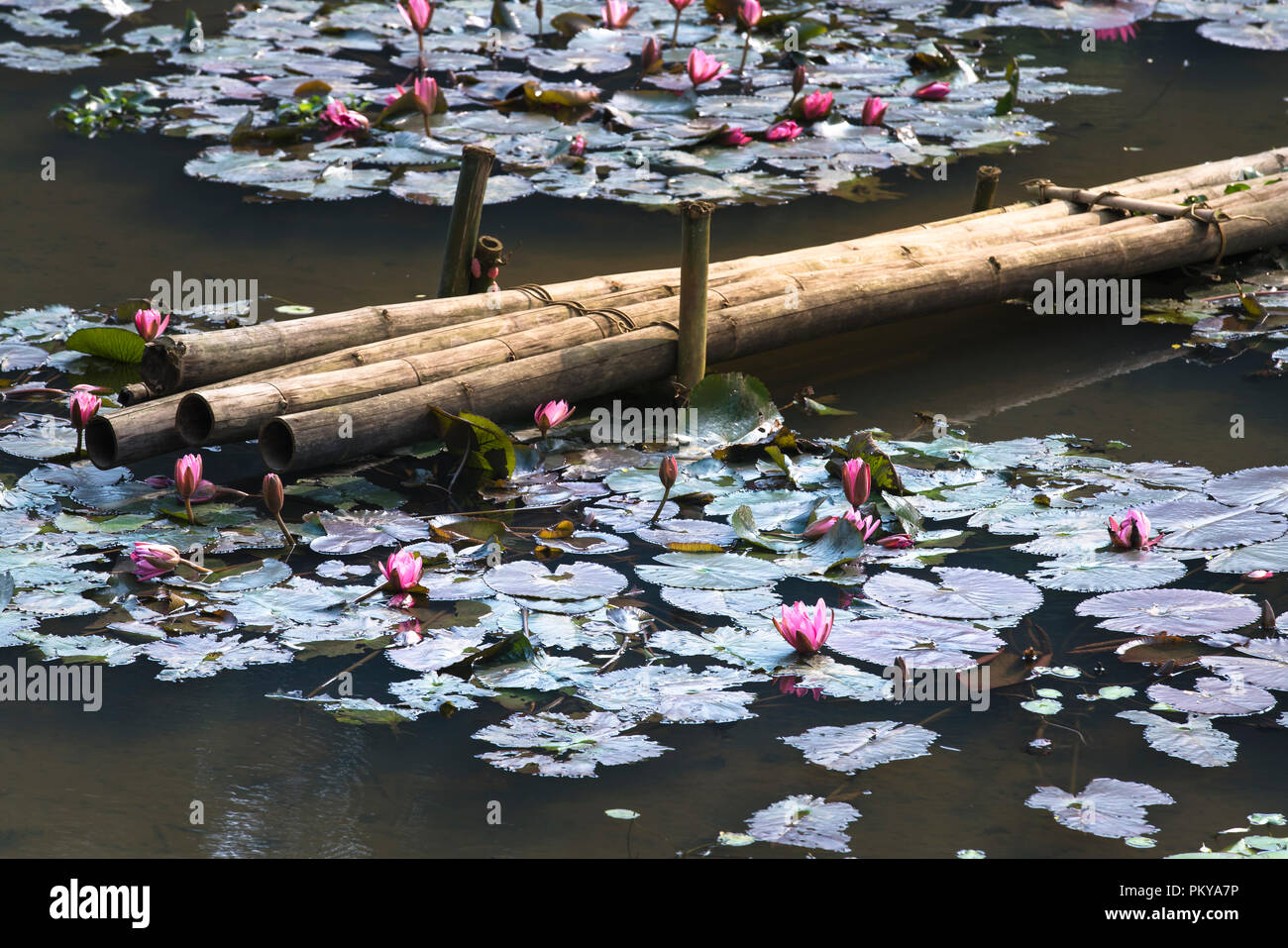 Oranger Fleur De Lotus Dans Létang Et Le Pont De Bambou