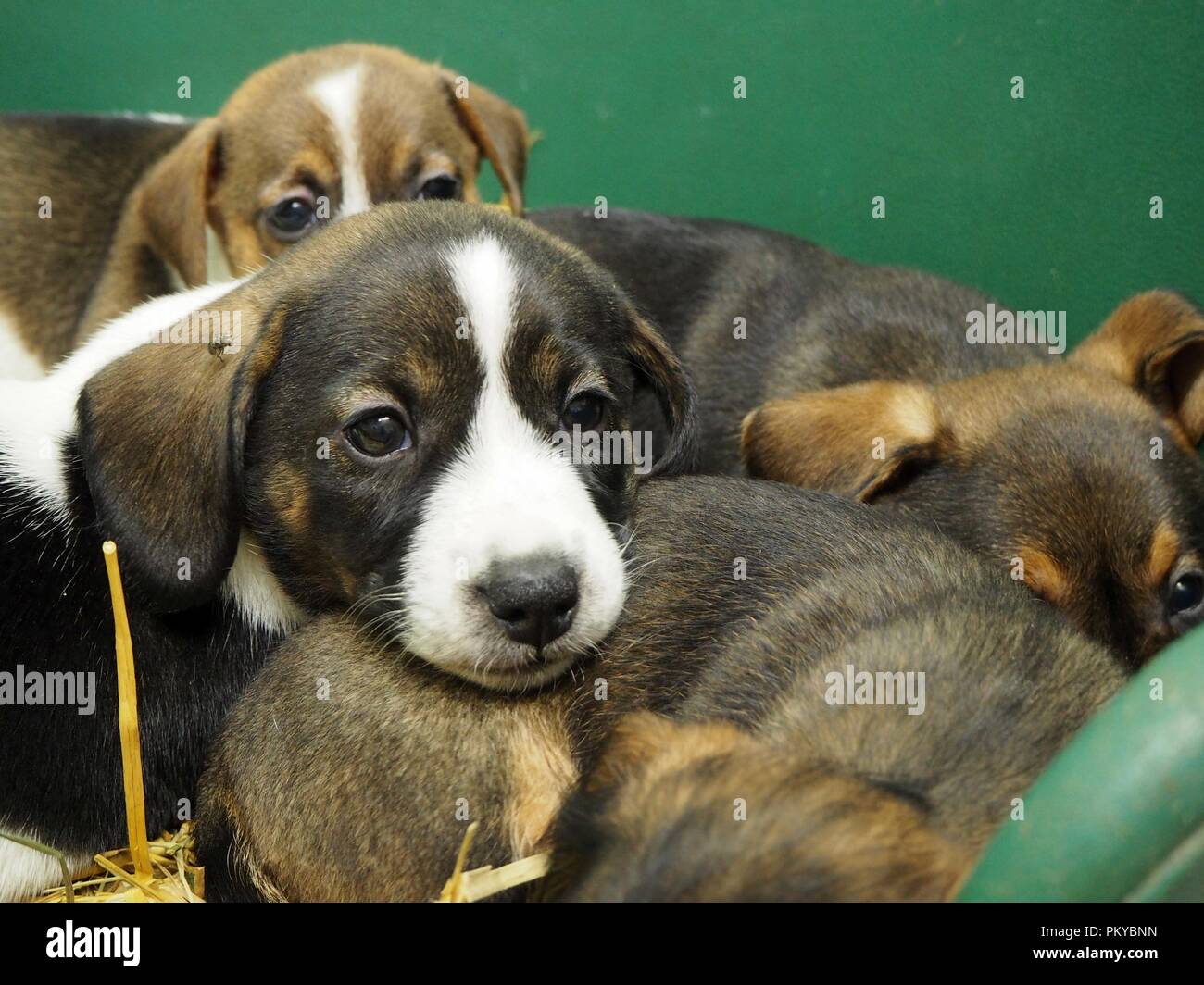 Peu de chiots dans un panier Banque D'Images