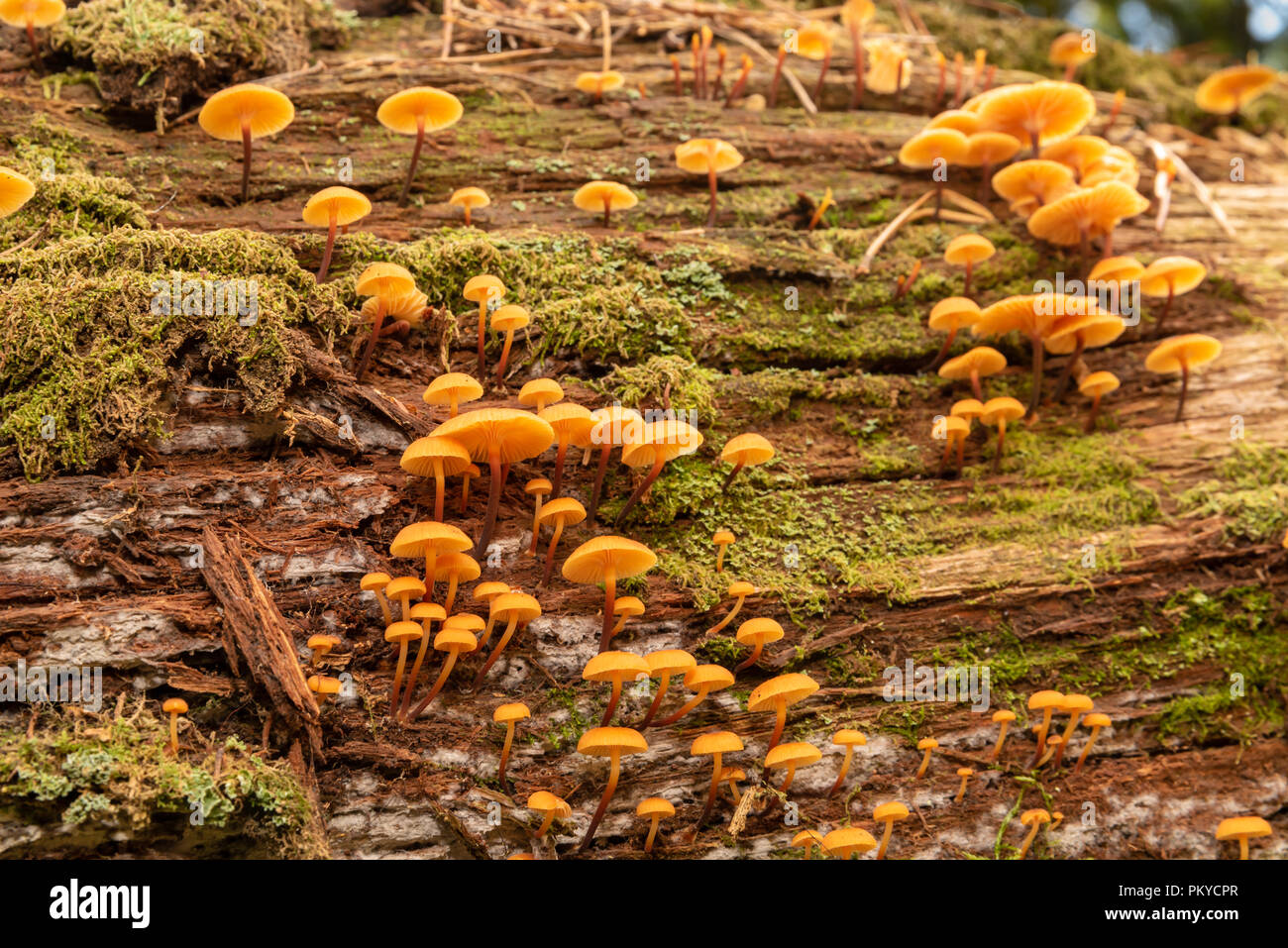 Petit faire revenir les champignons poussant sur un arbre mort dans la forêt de l'ancien environnement. Banque D'Images