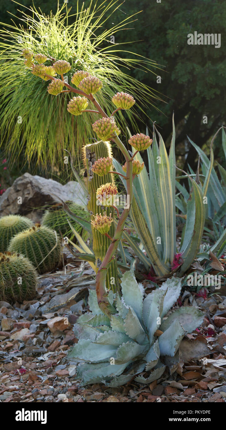 Agave en fleur Banque D'Images