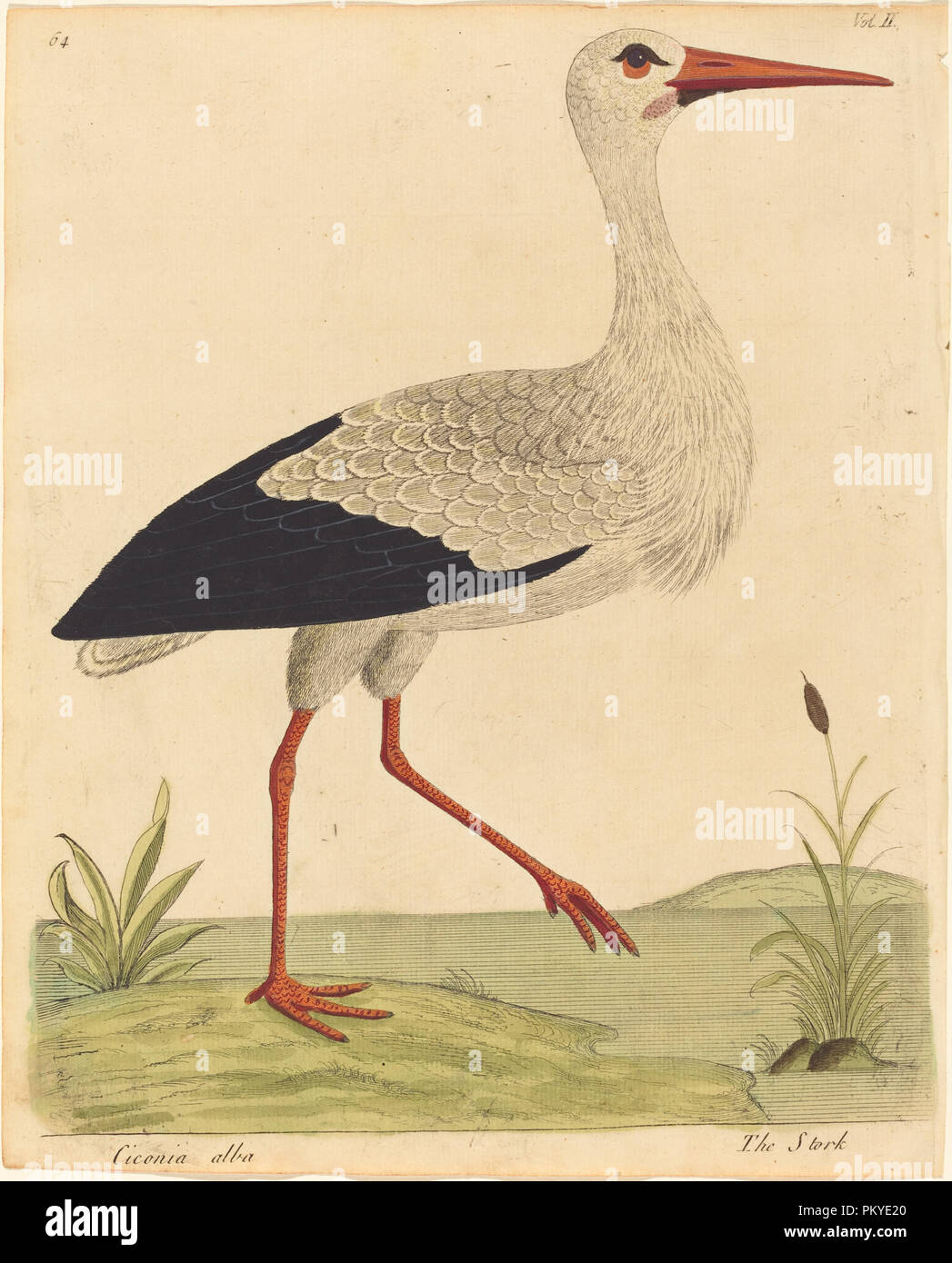 La Cigogne (Ciconia Alba). En date du : publié 1731/1738. Technique : gravure colorés à la main. Musée : National Gallery of Art, Washington DC. Auteur : Eleazar Albin. Banque D'Images