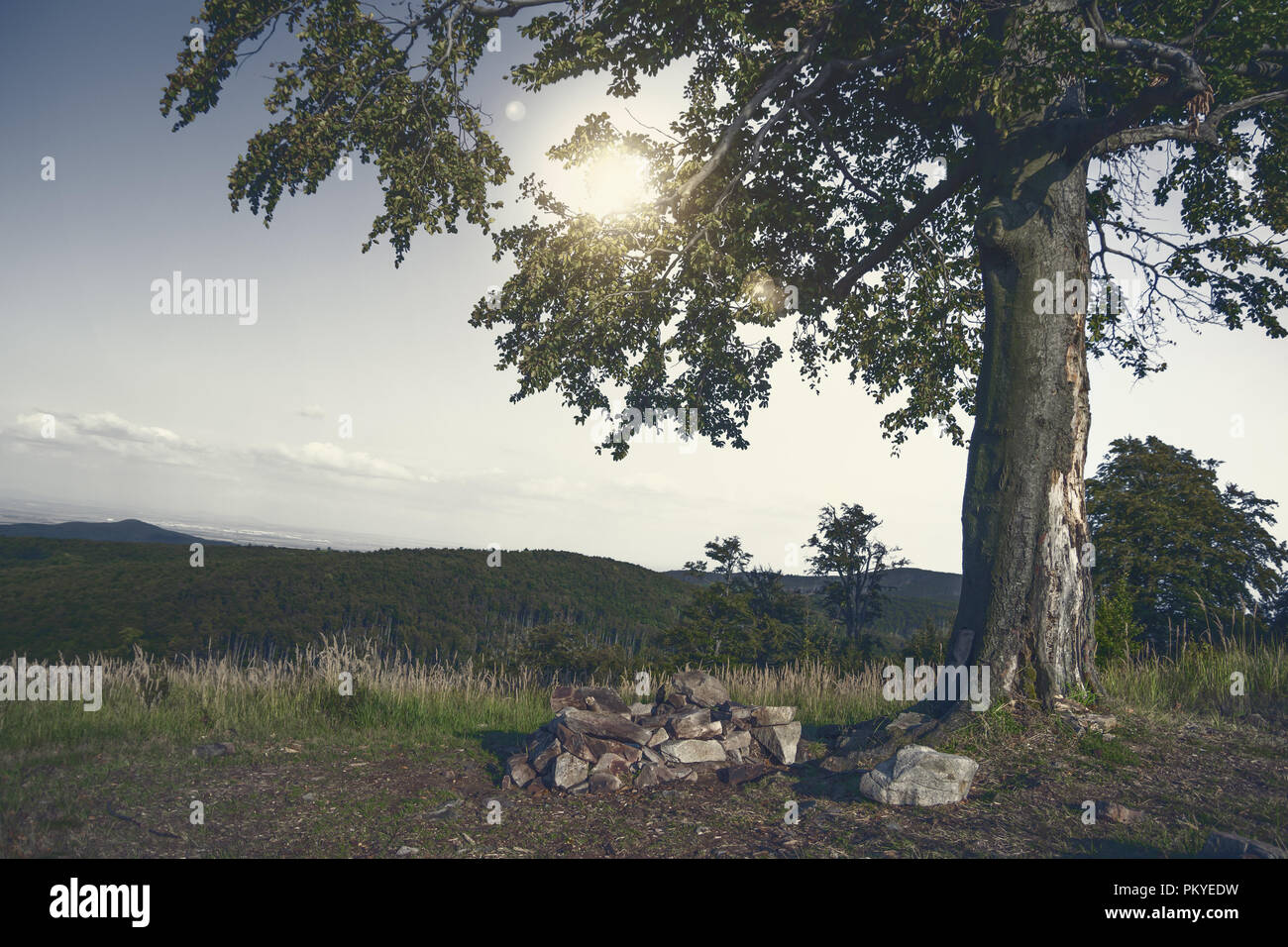 Lonely tree in sunset Banque D'Images