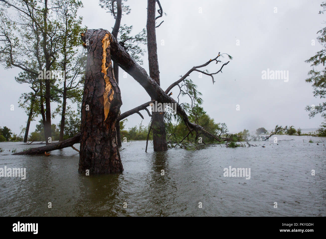 Dommages de l'ouragan Florence le Marine Corps Base Camp Lejeune, le 15 septembre 2018. L'ouragan Florence touchés BCP Camp Lejeune et Marine Corps Air Station New River avec des périodes de forts vents, de fortes pluies, les inondations des zones urbaines et les régions basses, des crues éclair et des ondes de tempêtes côtières. (U.S. Marine Corps photo par Lance Cpl. Ésaïe Gomez) Banque D'Images