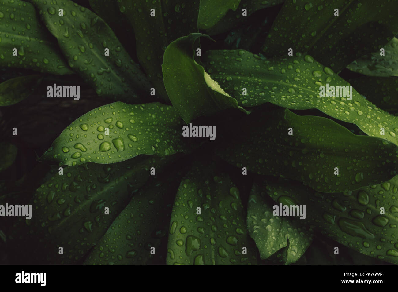 Leaf in wet Banque D'Images