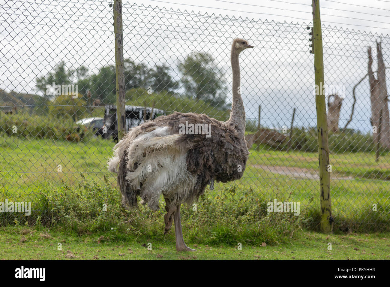 Longleat Safari Park, grâce à l'entraînement, le 14 septembre 2018, une expérience magnifique de voir ces animaux étonnants dans un environnement naturel. Banque D'Images