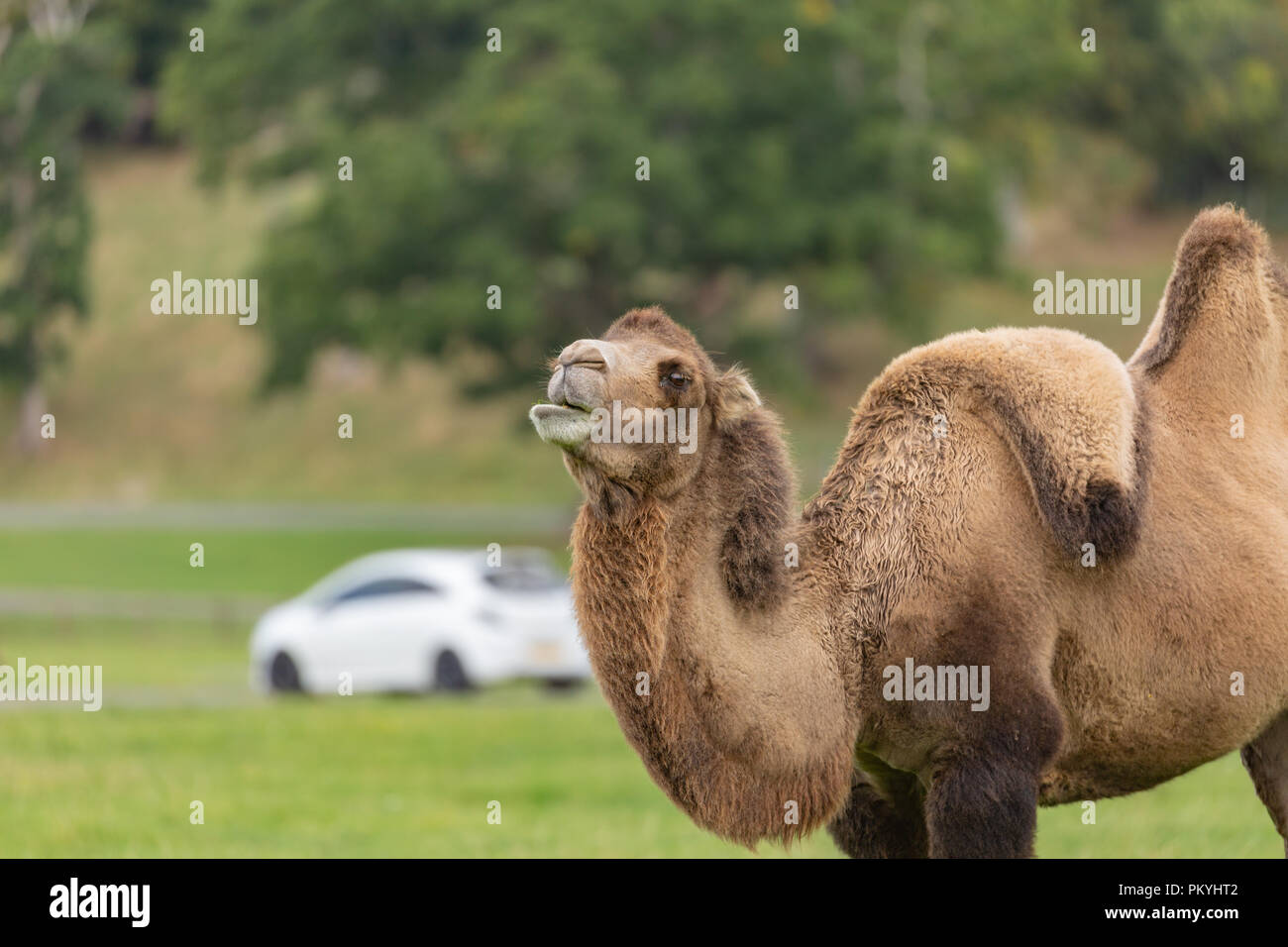 Longleat Safari Park, grâce à l'entraînement, le 14 septembre 2018, une expérience magnifique de voir ces animaux étonnants dans un environnement naturel. Banque D'Images