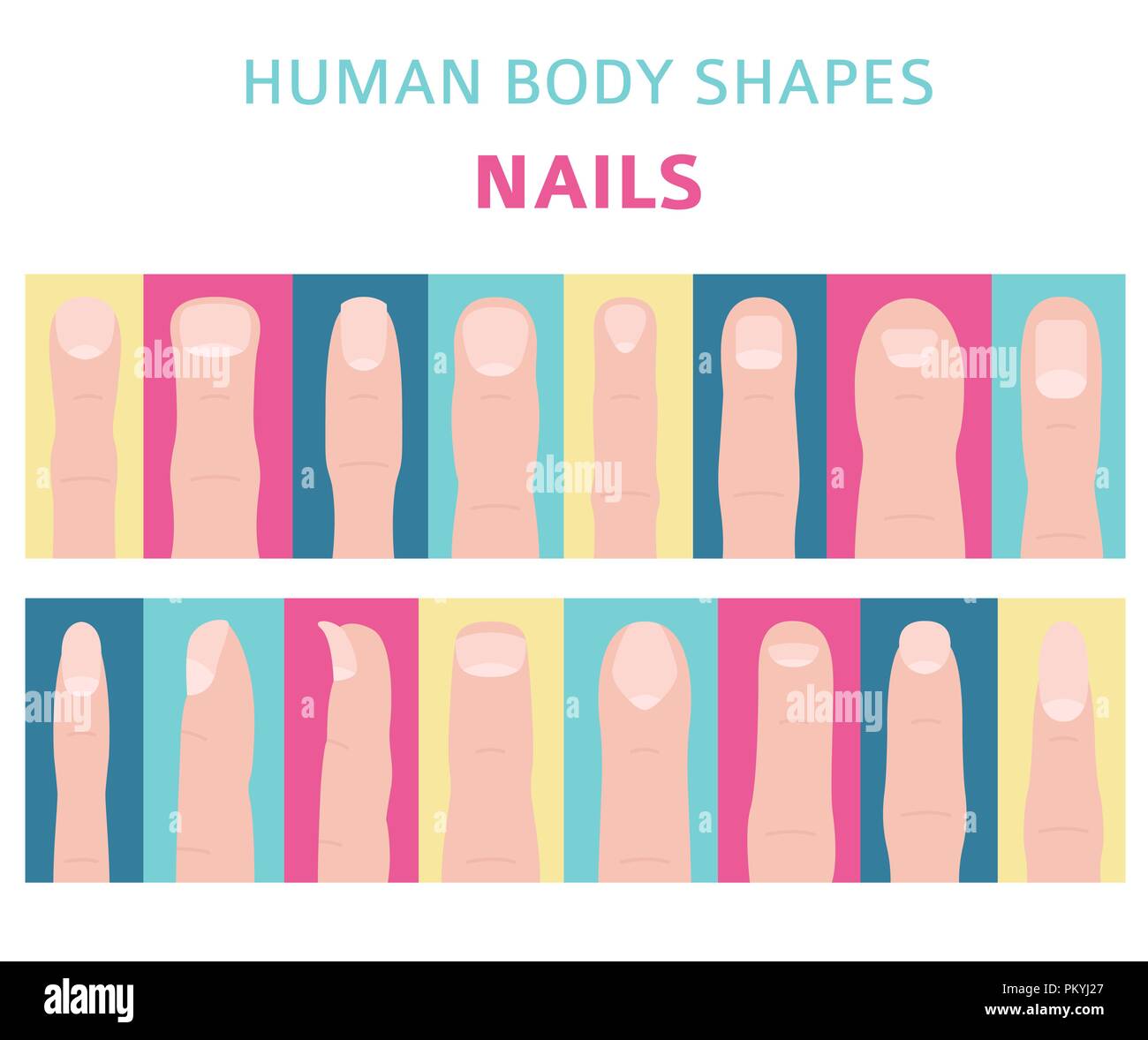 Les formes du corps humain. Types d'ongle main ensemble. Vector illustration Illustration de Vecteur