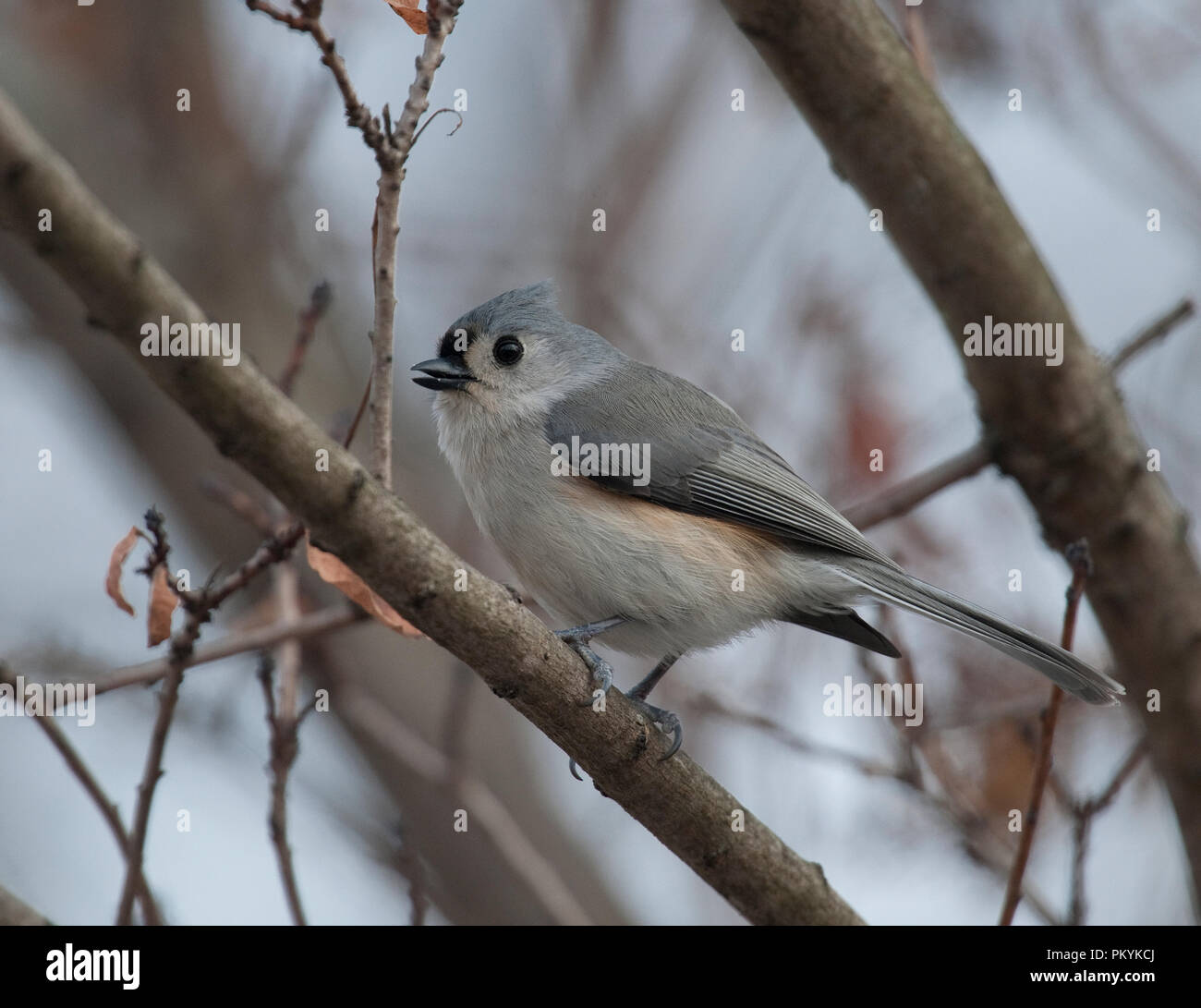 Mésange : : Parus bicolor Banque D'Images